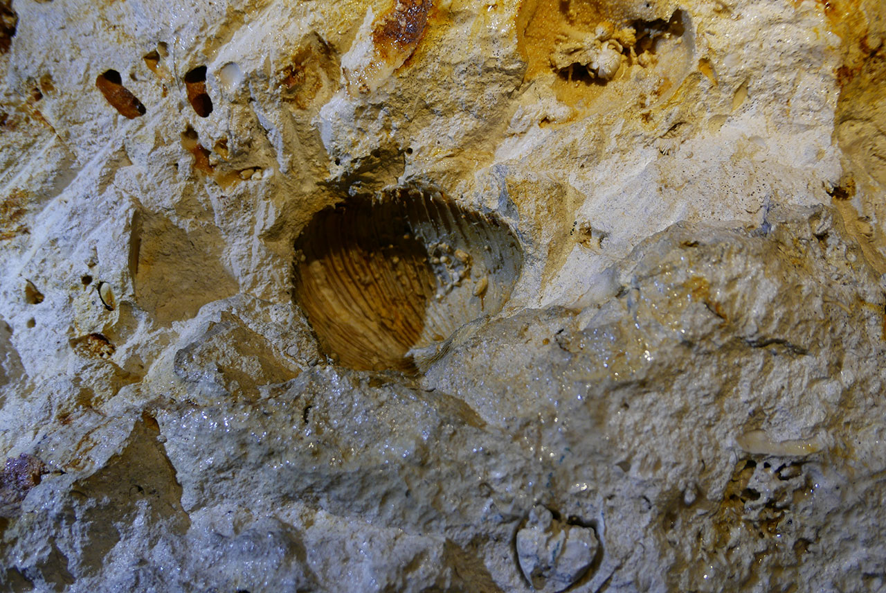 Bivalve fossile.