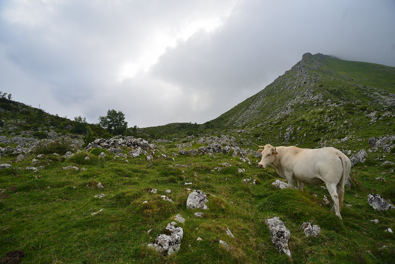 Une vache devant le pic de Béhorléguy.